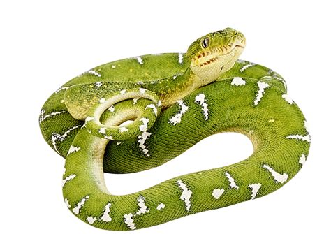 snakes png